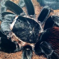 Brachypelma vagans