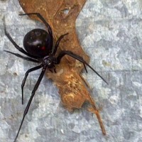 "Wild" Black widow