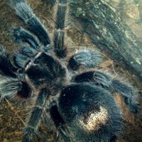 Grammostola rosea
