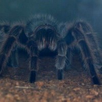 Grammostola rosea