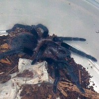 Brachypelma albopilosum