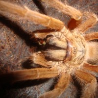 Chilobrachys huahini