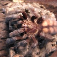 P. irminia