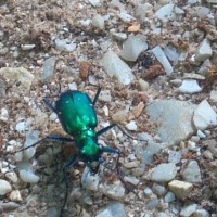 Six-spotted Tiger beetle