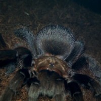 Aphonopelma hentzi