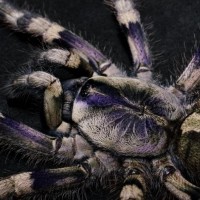 Poecilotheria formosa：♀