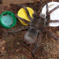 Theraphosa blondi?