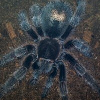 Grammostola rosea