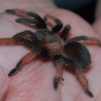 Brachypelma emilia