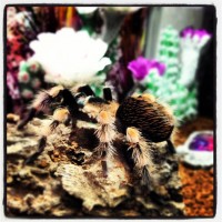 b. smithi