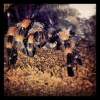 b. smithi cleaning her fangs