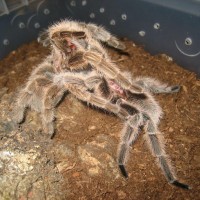 Grammostola Roesa mating