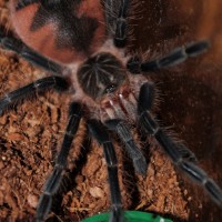 Pamphobeteus sp. platyomma