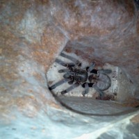 haplopelma longipes?