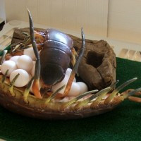 Scolopendra gigantea with eggs