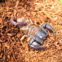 Uroctonus mordax adult female