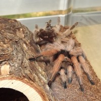 Riversong Molted!
