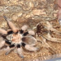 Riversong Molted!