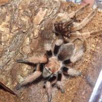 Riversong Molted!