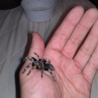 My 1st B. Smithi