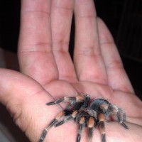 My 1st B. Smithi