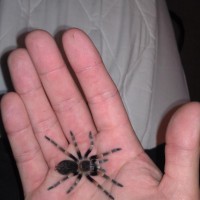 My 1st B. Smithi