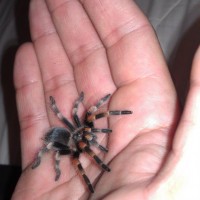 My 1st B. Smithi