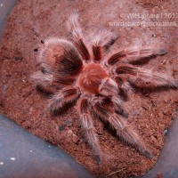 Grammostola rosea RCF