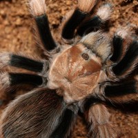 Aphonopelma New River Rust Rump