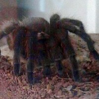 Aphonopelma hentzi