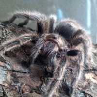 Grammostola rosea