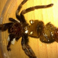 B. smithi, male I guess?