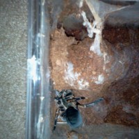 haplopelma albostriatum