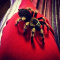 b. smithi