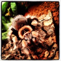 b. smithi