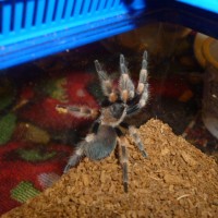 Brachpelma smithi