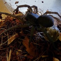 Hogna sp. Wolf Spider with Eggsac