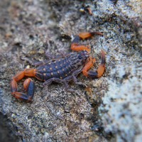 Isometrus Melanodactylus