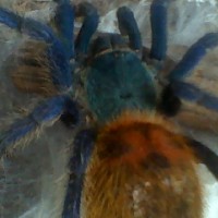 Chromatopelma cyaneopubescens