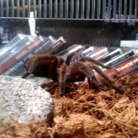 Grammostola Rosea