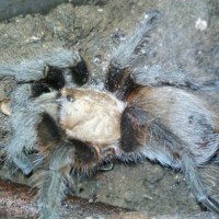 Aphonopelma hentzi?