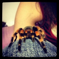 b. smithi