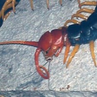 Scolopendra heros castaneiceps