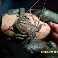 Whip Scorpion