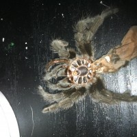 Grammostola pulchra [molt sexing] [1/2]