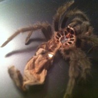 Grammostola pulchra [molt sexing] [2/2]