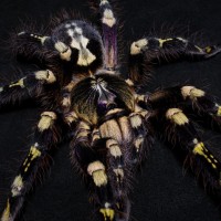 Poecilotheria　subfusca high