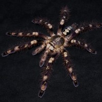 Poecilotheria　subfusca low