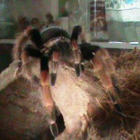 Brachypelma Boheimei or Baumgarteni?