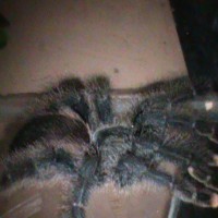 Avicularia Avicularia